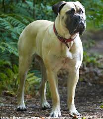 Shina | Bullmastiff 