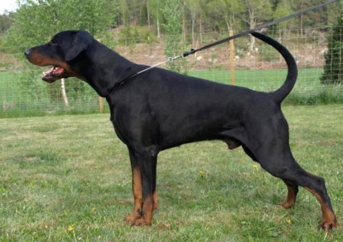 Mezzrow's Jippo | Black Doberman Pinscher