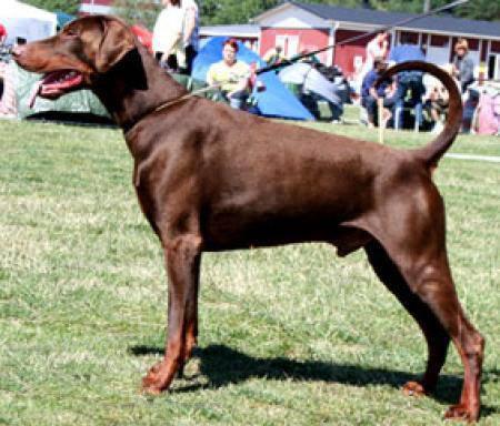 Mezzrow's Jutas | Brown Doberman Pinscher