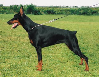 Margot de Stang-Zu | Black Doberman Pinscher