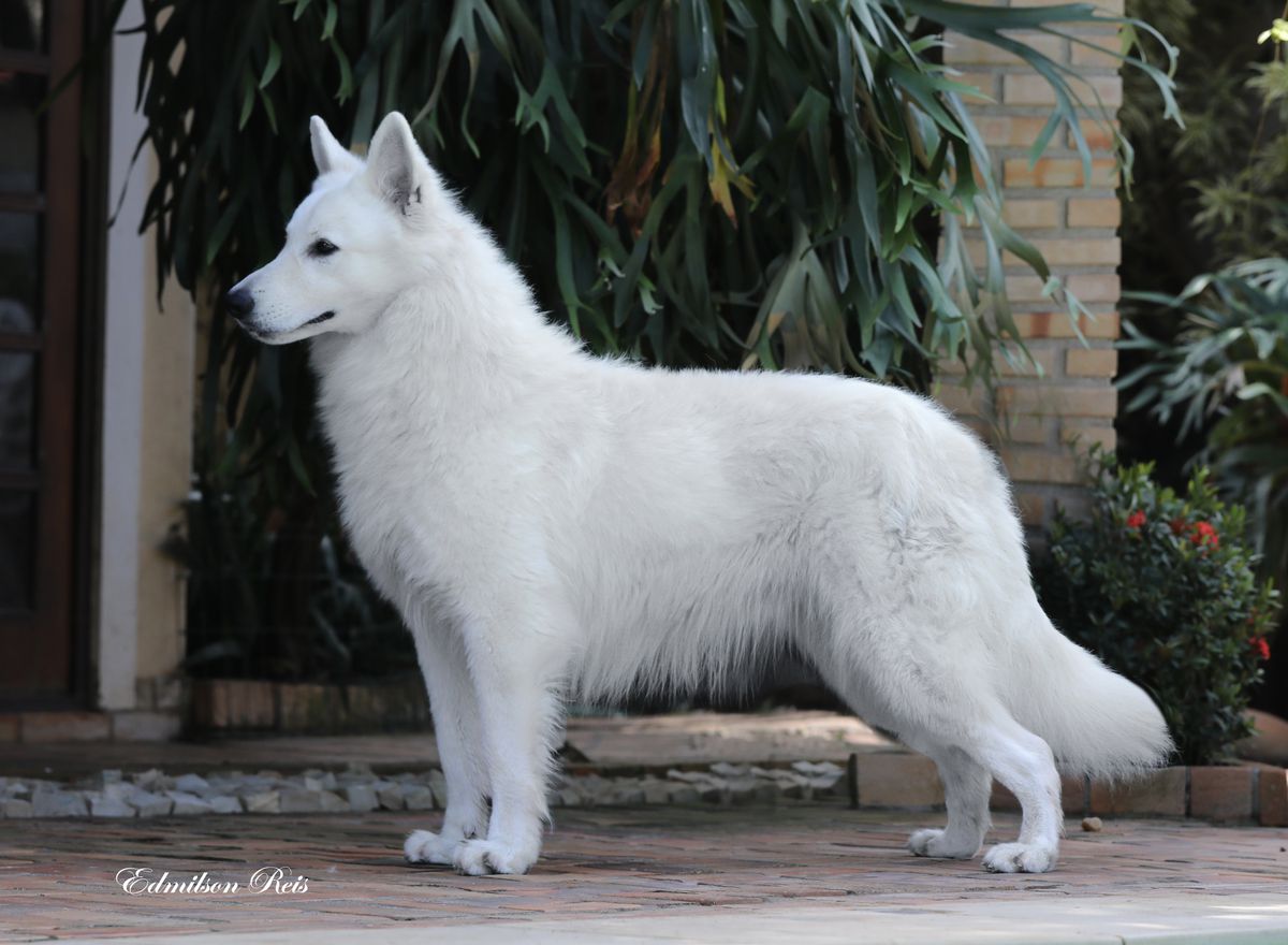 Devil Von Taglischindorf | White Swiss Shepherd Dog 