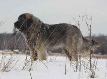 Grazerie’s Mali | Yugoslavian Shepherd Dog-Sarplaninac 