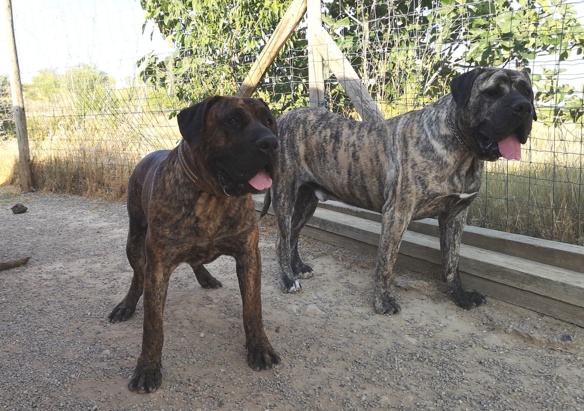 Zeus de Naraclan | Perro de Presa Canario 