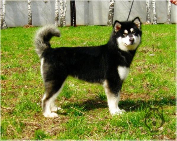 SEVER´OS ILINA INDY MAGIYA NOCHI | Alaskan Malamute 