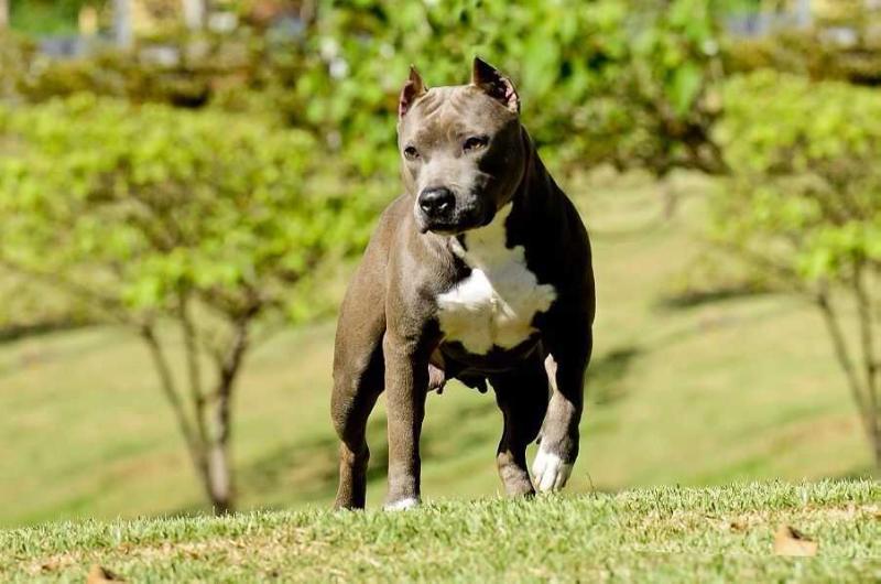 Rakay New Kraftfeld | American Staffordshire Terrier 