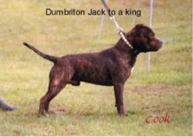 Dumbriton Jack To A King | Staffordshire Bull Terrier 