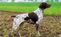 VLIES KS V HEGE HAUS | German Shorthaired Pointer 