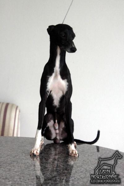 Galgos Tapajós Konno do BR Reino | Italian Greyhound 