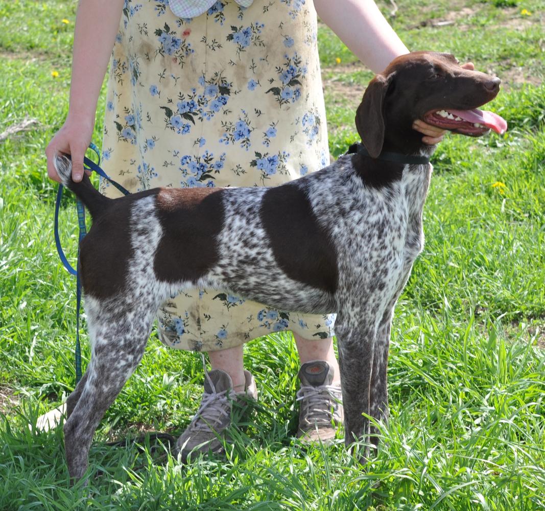 Hall's Born 2 B Birdie | German Shorthaired Pointer 