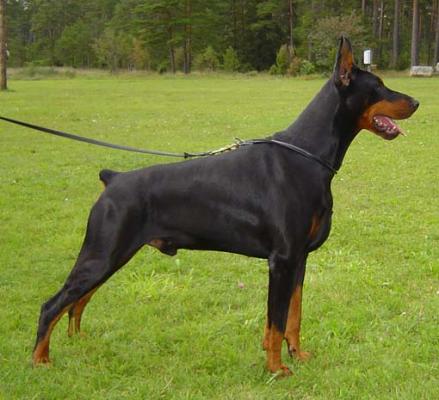 Everest Betelges | Black Doberman Pinscher