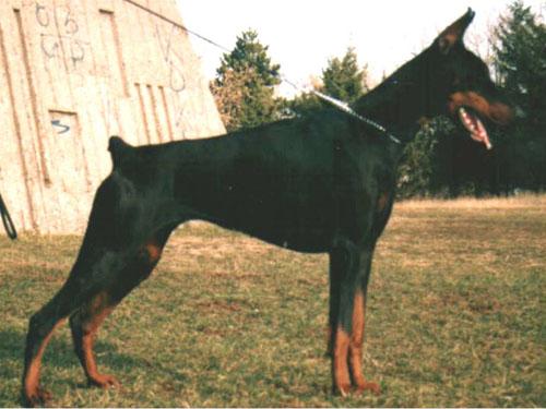 Grej Ginga House | Black Doberman Pinscher