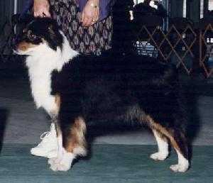 Paloma's Miss Moxette | Australian Shepherd 