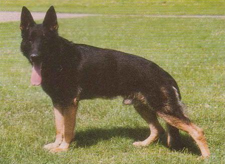 Lewis von Malatesta | German Shepherd Dog 