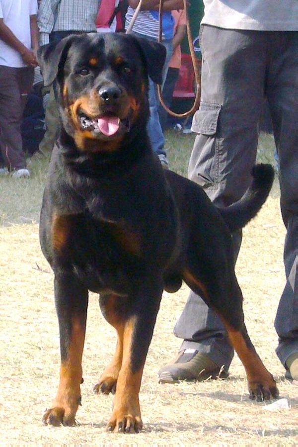 Jarnas russen rottenschild bozo | Rottweiler 