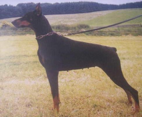 Grafin Goldie v. Franckenhorst | Black Doberman Pinscher