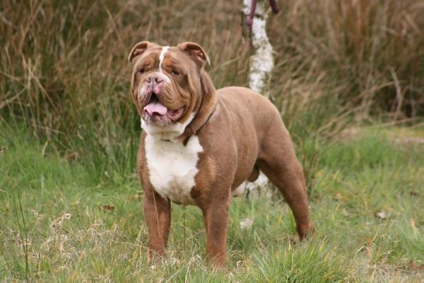 Gargoyle's "Brummy" | Olde English Bulldogge 