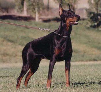 Nursa v. Franckenhorst | Black Doberman Pinscher