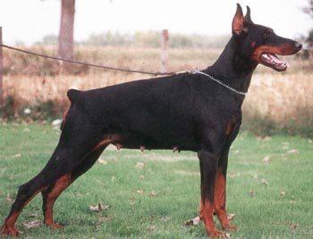 Comtesse Cloë v. Franckenhorst | Black Doberman Pinscher