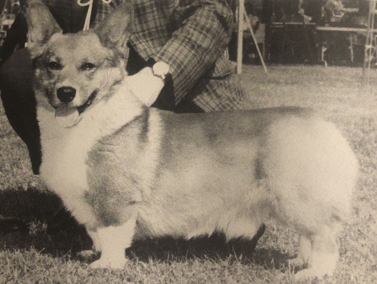 Halmor Hi-Fi | Pembroke Welsh Corgi 