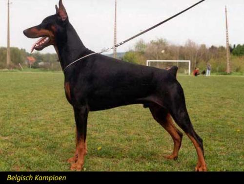 Xianto v.d. Donken | Black Doberman Pinscher