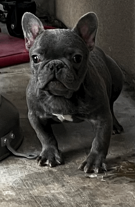 Bully Empire Apple Pie | French Bulldog 