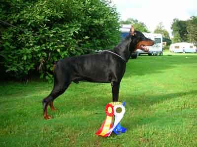 Graaf Erasm v. Neerlands Stam | Black Doberman Pinscher