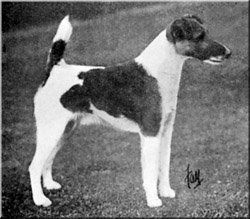 Danesgate Dean | Smooth Fox Terrier 