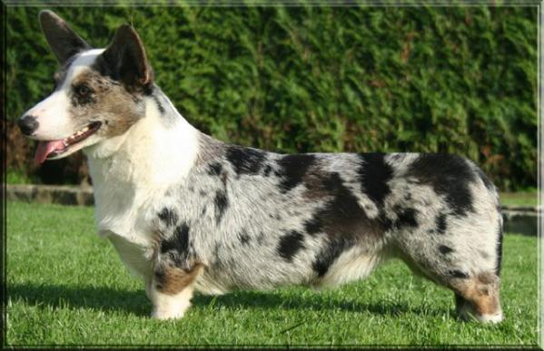 Trade Mini The Moocher | Cardigan Welsh Corgi 