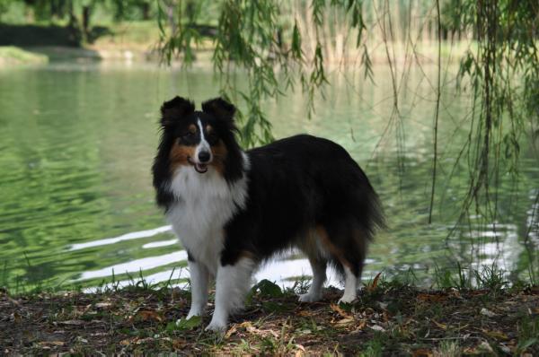 Drystream Black Candy Caddy Catch | Shetland Sheepdog 