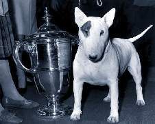 ABRAXAS AUDACITY | Bull Terrier 