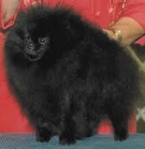 Finch´s Little Black Terror | Pomeranian 