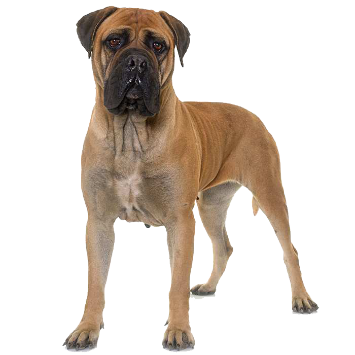 Bullmastiff