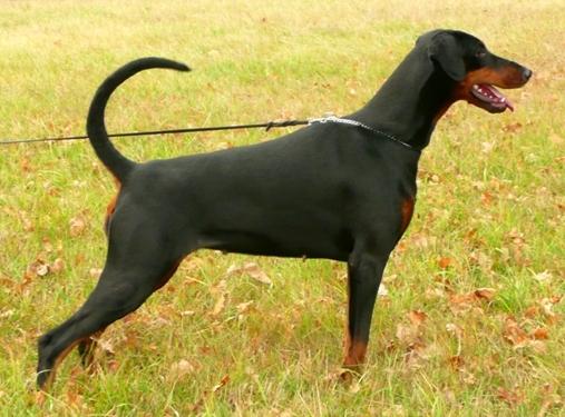 Dobermundes Ae Red Hot Chili | Black Doberman Pinscher