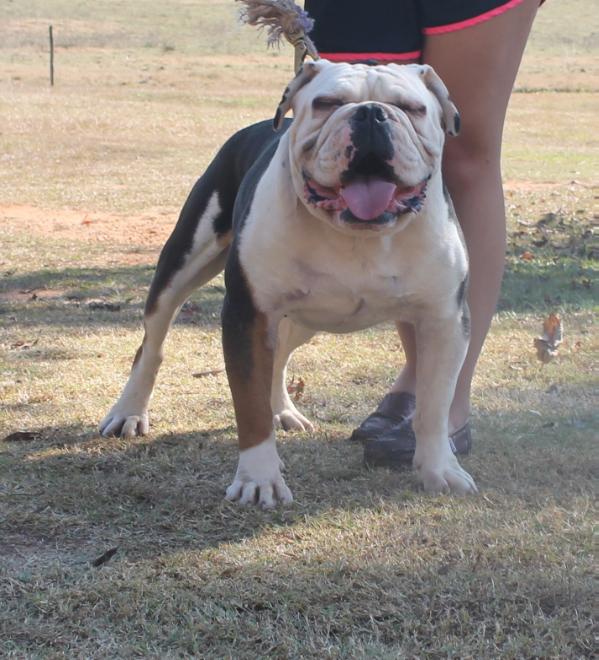 AZTSB's Dozer AKA Sarge | Olde English Bulldogge 