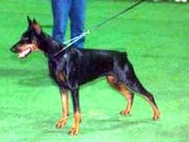 Rebecca Royal Bell | Black Doberman Pinscher