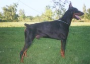 Conny Best of Island | Black Doberman Pinscher