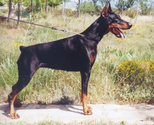 Uri de Covalta | Black Doberman Pinscher