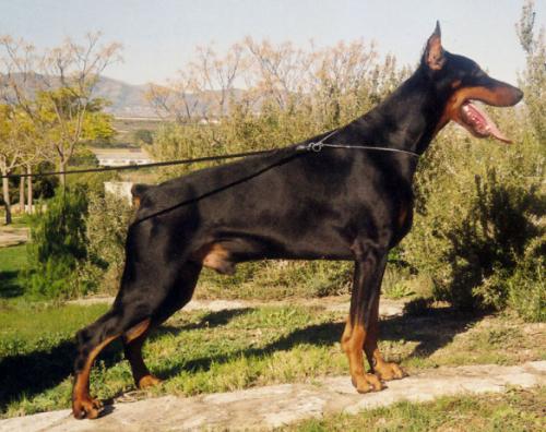 York de Covalta | Black Doberman Pinscher