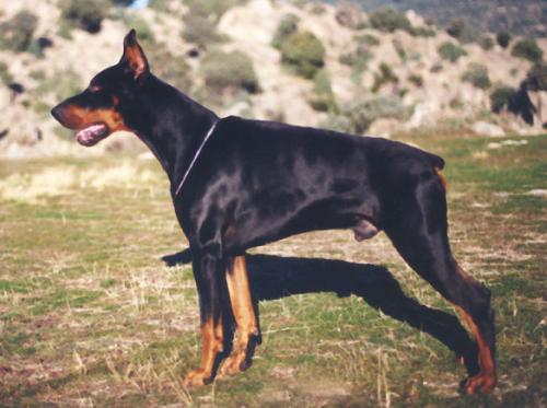 Yaco de Covalta | Black Doberman Pinscher