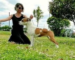Hampsicora Babaiola | American Staffordshire Terrier 