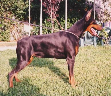 Magic de Covalta | Black Doberman Pinscher