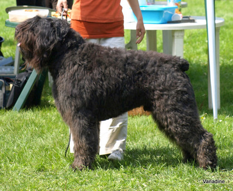 Határhalmi Centi | Bouvier des Flandres 