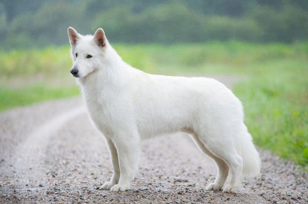 Halo of Trebons Berger Blanc | White Swiss Shepherd Dog 