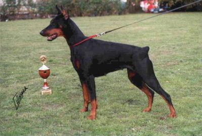 Ashanti di Latiano | Black Doberman Pinscher