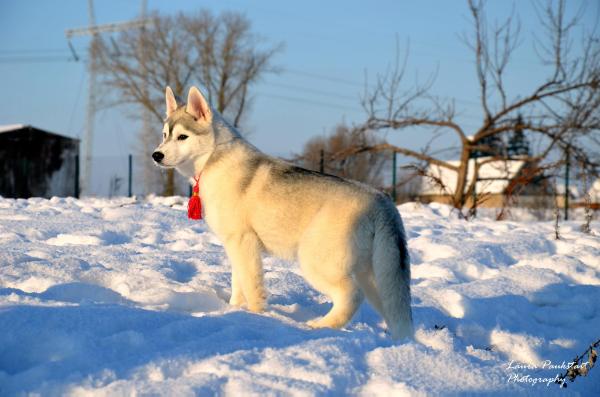 Sweet Sensation Dwie Korony | Siberian Husky 