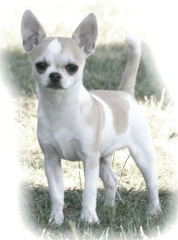 Dewdrops Lil Hot Tamale | Chihuahua 
