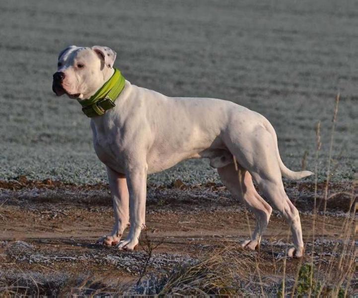 Proud Heroes Avengers Jack of Hearts | American Bulldog 