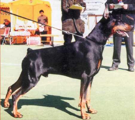 Satan di Latiano | Black Doberman Pinscher