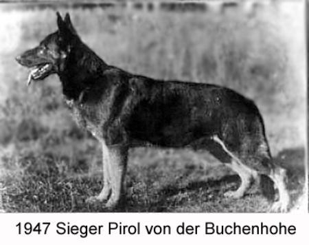 Pirol von der Buchenhöhe | German Shepherd Dog 