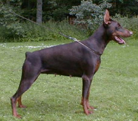 Melvas Puma Sawages | Brown Doberman Pinscher